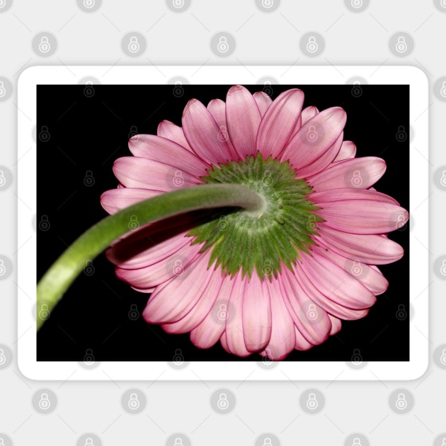 Pink Gerbera daisy Sticker by ikshvaku